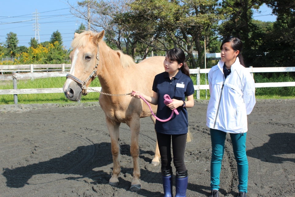 学外演習 パロミノポニークラブ 10月 16年 動物海洋飼育 アクアリウム科ブログ ブログ 専門学校ルネサンス ペット アカデミー 静岡県浜松市で動物の看護 美容 しつけ 飼育を学ぶ