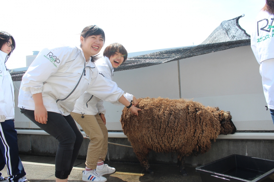 モコモコな先生がやってきました 4月 18年 動物海洋飼育 アクアリウム科ブログ ブログ 専門学校ルネサンス ペット アカデミー 静岡県浜松市で動物の看護 美容 しつけ 飼育を学ぶ