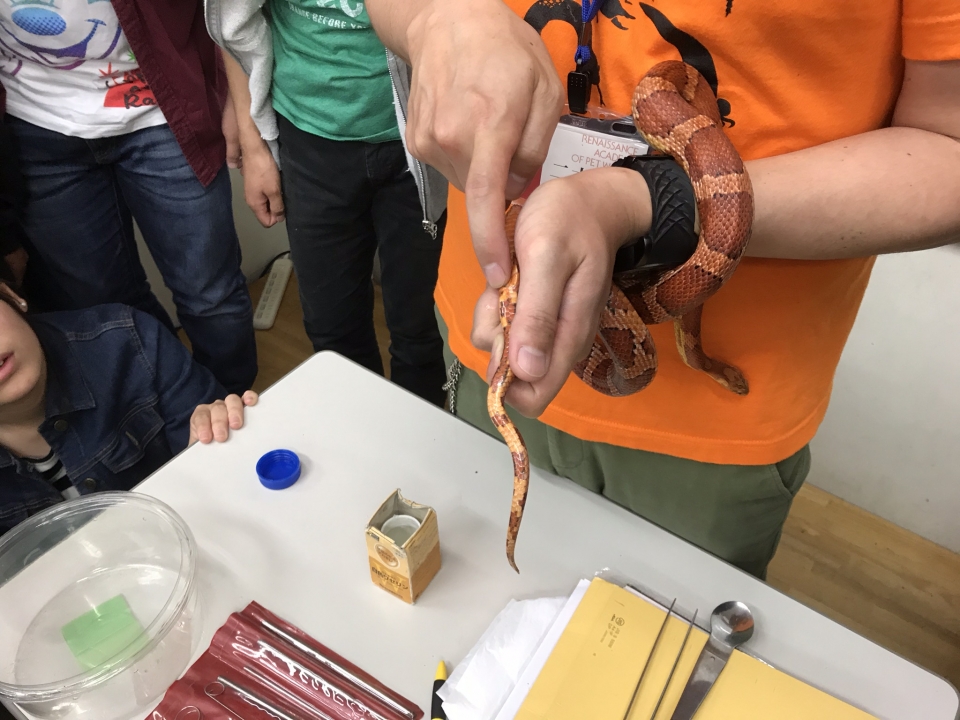 ヘビの雌雄判別 5月 18年 動物海洋飼育 アクアリウム科ブログ ブログ 専門学校ルネサンス ペット アカデミー 静岡県浜松市で動物の看護 美容 しつけ 飼育を学ぶ