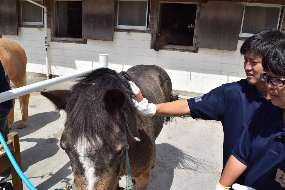 パロミノポニークラブへ 5月 18年 動物海洋飼育 アクアリウム科ブログ ブログ 専門学校ルネサンス ペット アカデミー 静岡県浜松市で動物の看護 美容 しつけ 飼育を学ぶ
