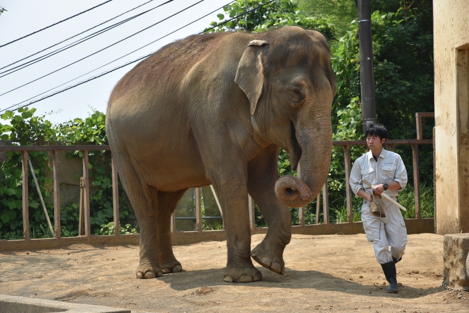 学外実習 日本平動物園 7月 19年 動物海洋飼育 アクアリウム科ブログ ブログ 専門学校ルネサンス ペット アカデミー 静岡県浜松市で動物の看護 美容 しつけ 飼育を学ぶ 学外実習 日本平動物園 7月 19年 動物海洋飼育 アクアリウム科ブログ ブログ 専門学校ルネサンス ペット アカデミー 静岡県浜松市で動物の看護 美容 しつけ 飼育を学ぶ