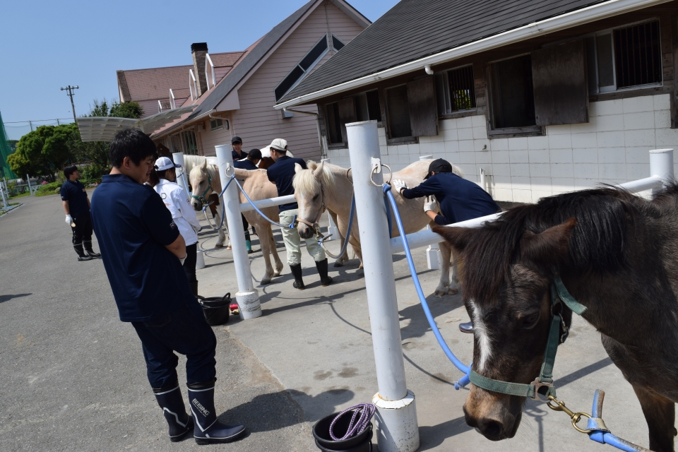 学外実習 パロミノポニークラブ 7月 19年 動物海洋飼育 アクアリウム科ブログ ブログ 専門学校ルネサンス ペット アカデミー 静岡県浜松市で動物の看護 美容 しつけ 飼育を学ぶ