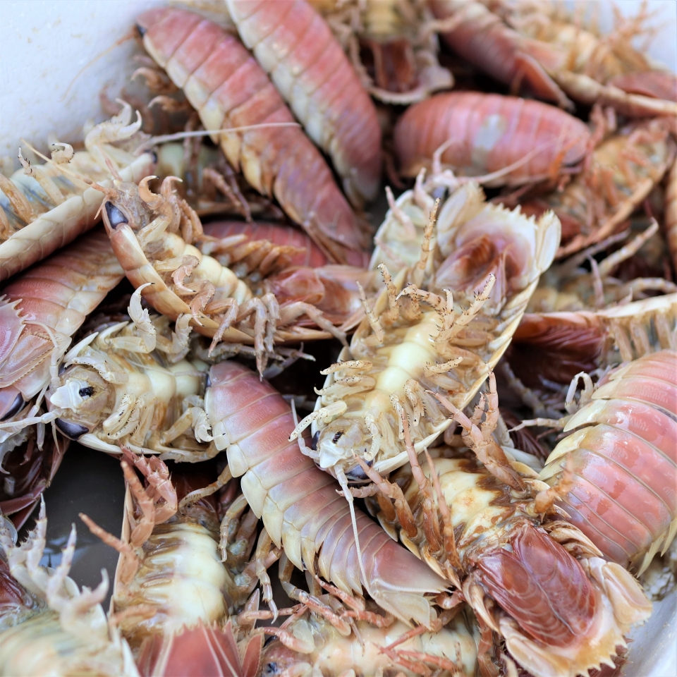 オオグソクムシ の 食育授業 11月 19年 動物海洋飼育 アクアリウム科ブログ ブログ 専門学校ルネサンス ペット アカデミー 静岡県浜松市で動物の看護 美容 しつけ 飼育を学ぶ