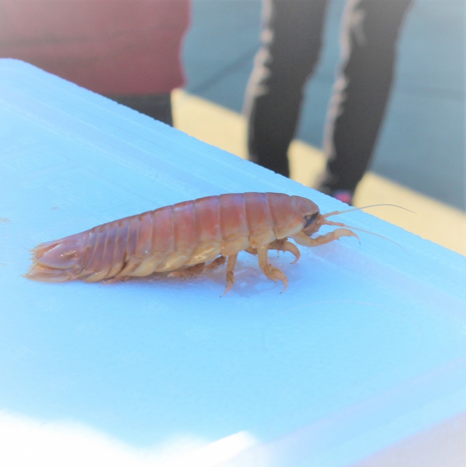 オオグソクムシ の 食育授業 11月 19年 動物海洋飼育 アクアリウム科ブログ ブログ 専門学校ルネサンス ペット アカデミー 静岡県浜松市で動物の看護 美容 しつけ 飼育を学ぶ