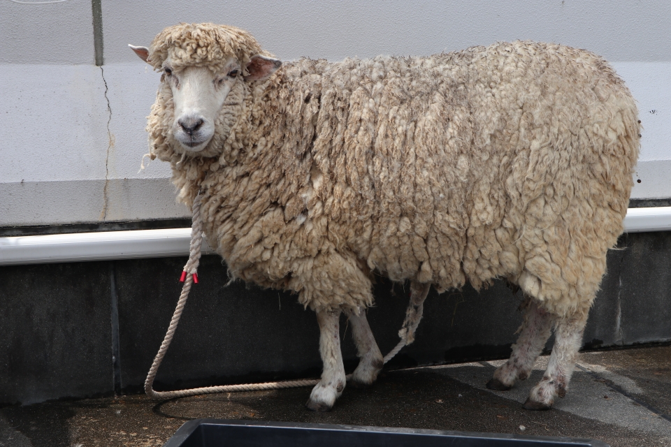 学外実習 羊先生来校 6月 年 動物海洋飼育 アクアリウム科ブログ ブログ 専門学校ルネサンス ペット アカデミー 静岡県浜松市で動物の看護 美容 しつけ 飼育を学ぶ
