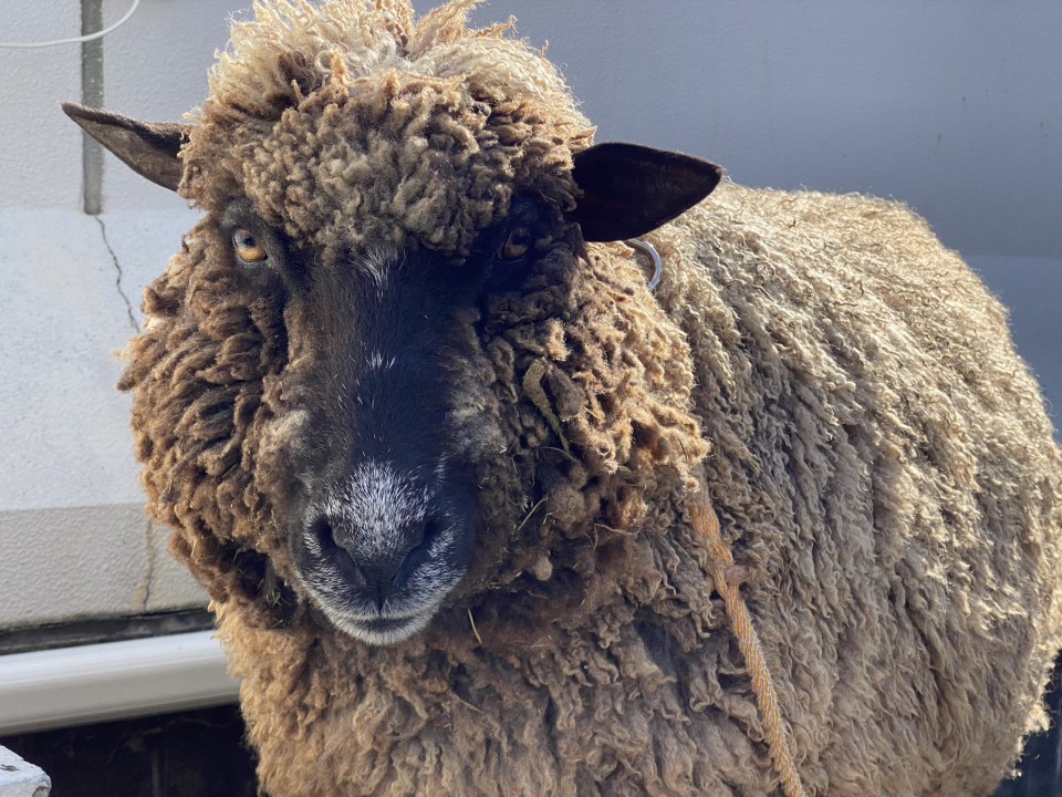 年に一度の毛刈り 5月 21年 動物海洋飼育 アクアリウム科ブログ ブログ 専門学校ルネサンス ペット アカデミー 静岡県浜松市で動物の看護 美容 しつけ 飼育を学ぶ