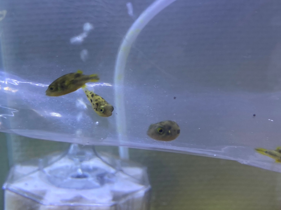 魚が来たよ 5月 21年 動物海洋飼育 アクアリウム科ブログ ブログ 専門学校ルネサンス ペット アカデミー 静岡 県浜松市で動物の看護 美容 しつけ 飼育を学ぶ 魚が来たよ 5月 21年 動物海洋飼育 アクアリウム科ブログ ブログ 専門学校ルネサンス ペット アカデミー 静岡 県浜松市で動物の看護 美容 しつけ 飼育を学ぶ