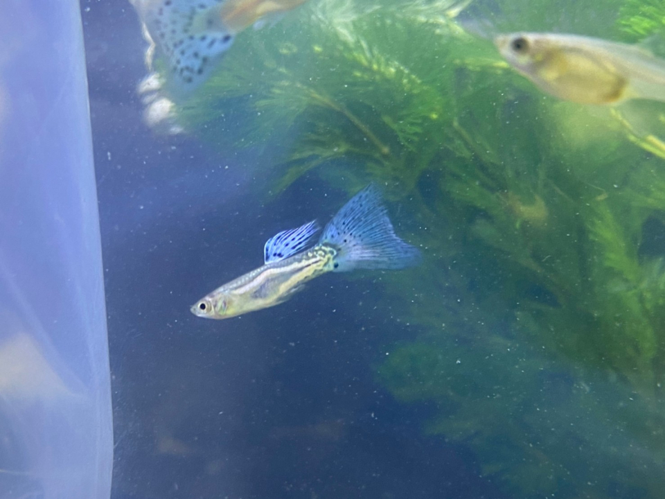 魚が来たよ 5月 21年 動物海洋飼育 アクアリウム科ブログ ブログ 専門学校ルネサンス ペット アカデミー 静岡 県浜松市で動物の看護 美容 しつけ 飼育を学ぶ 魚が来たよ 5月 21年 動物海洋飼育 アクアリウム科ブログ ブログ 専門学校ルネサンス ペット アカデミー 静岡 県浜松市で動物の看護 美容 しつけ 飼育を学ぶ