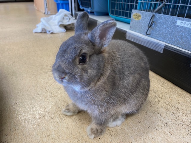 うさぎの飼育 グリを愛でる 8月 21年 動物海洋飼育 アクアリウム科ブログ ブログ 専門学校ルネサンス ペット アカデミー 静岡県浜松市で動物の看護 美容 しつけ 飼育を学ぶ