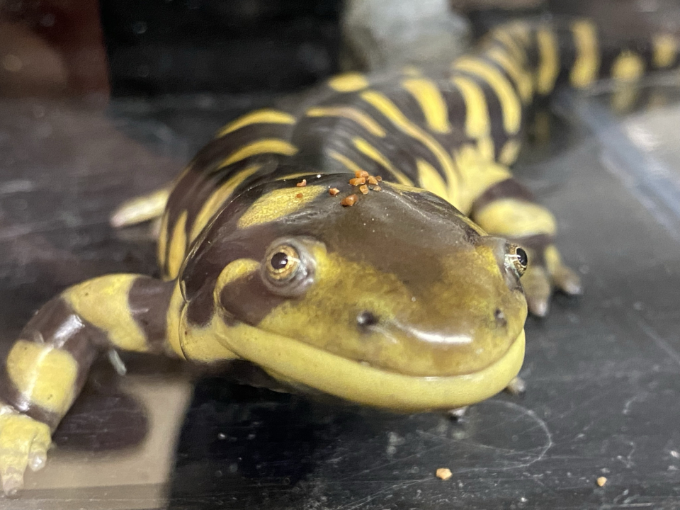 新年あけましておめでとうございます 1月 22年 動物海洋飼育 アクアリウム科ブログ ブログ 専門学校ルネサンス ペット アカデミー 静岡県浜松市で動物の看護 美容 しつけ 飼育を学ぶ