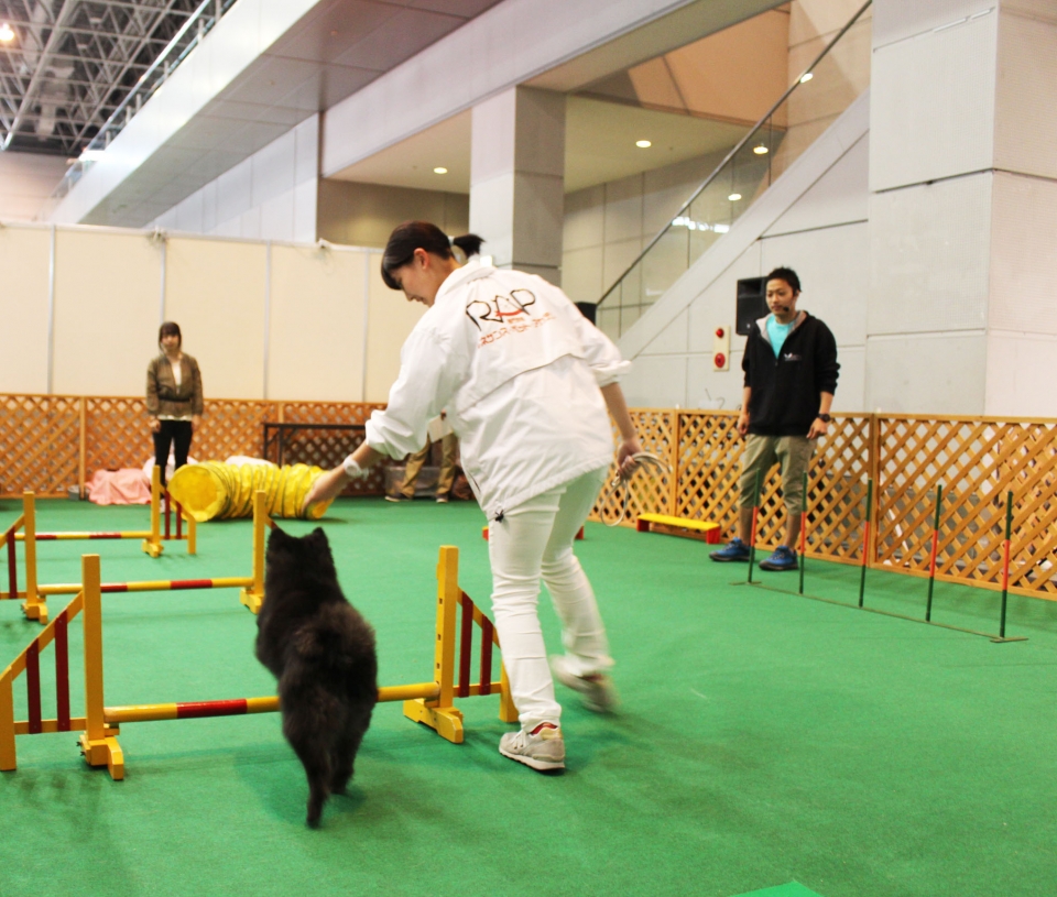 Dogフェスタ アジリティーイベント 4月 17年 ドッグ ウェルネス科ブログ ブログ 専門学校ルネサンス ペット アカデミー 静岡県浜松市で動物の看護 美容 しつけ 飼育を学ぶ Dogフェスタ アジリティーイベント 4月 17年 ドッグ ウェルネス科ブログ ブログ 専門学校ルネサンス ペット アカデミー 静岡県浜松市で動物の看護 美容 しつけ 飼育を学ぶ