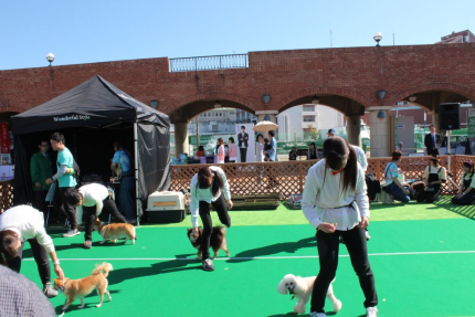 Dogフェスタ ドッグダンス発表 アジリティ体験 11月 17年 ドッグ ウェルネス科ブログ ブログ 専門学校ルネサンス ペット アカデミー 静岡県浜松市で動物の看護 美容 しつけ 飼育を学ぶ
