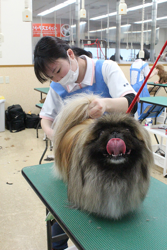 一般モデル犬 ペキニーズさん 5月 15年 ペットエステ トリミング科ブログ ブログ 専門学校ルネサンス ペット アカデミー 静岡県浜松市で動物の看護 美容 しつけ 飼育を学ぶ 一般モデル犬 ペキニーズさん 5月 15年 ペットエステ トリミング科ブログ ブログ 専門学校ルネサンス ペット アカデミー 静岡県浜松市で動物の看護 美容 しつけ 飼育を学ぶ