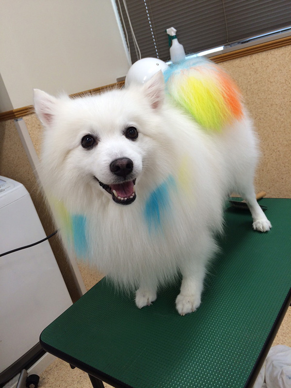 カラーリングでサーカス犬誕生 11月 15年 ペットエステ トリミング科ブログ ブログ 専門学校ルネサンス ペット アカデミー 静岡県浜松市で動物の看護 美容 しつけ 飼育を学ぶ カラーリングでサーカス犬誕生 11月 15年 ペットエステ トリミング科ブログ ブログ 専門学校ルネサンス ペット アカデミー 静岡県浜松市で動物の看護 美容 しつけ 飼育を学ぶ