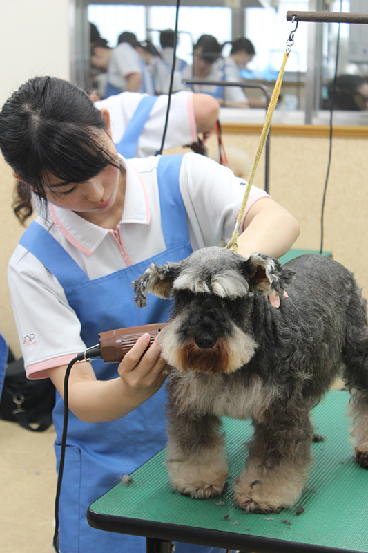 一般モデル犬 シュナウザーさん 11月 15年 ペットエステ トリミング科ブログ ブログ 専門学校ルネサンス ペット アカデミー 静岡県浜松市で動物の看護 美容 しつけ 飼育を学ぶ