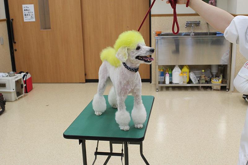 ｶﾗｰﾘﾝｸﾞでﾌｧｯｼｮﾝｼｮｰ 黄色い恐竜 12月 15年 ペットエステ トリミング科ブログ ブログ 専門学校ルネサンス ペット アカデミー 静岡県浜松市で動物の看護 美容 しつけ 飼育を学ぶ