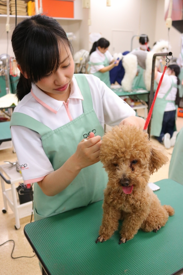 一般犬実習 5月 17年 ペットエステ トリミング科ブログ ブログ 専門学校ルネサンス ペット アカデミー 静岡県浜松市で動物の看護 美容 しつけ 飼育を学ぶ 一般犬実習 5月 17年 ペットエステ トリミング科ブログ ブログ 専門学校ルネサンス ペット アカデミー 静岡県浜松市で動物の看護 美容 しつけ 飼育を学ぶ