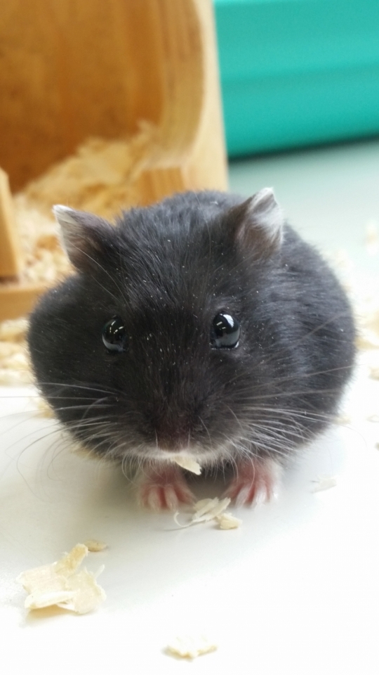 Newドワーフハムスター 名前が決まりました 3月 18年 ペットエステ トリミング科ブログ ブログ 専門学校ルネサンス ペット アカデミー 静岡県浜松市で動物の看護 美容 しつけ 飼育を学ぶ
