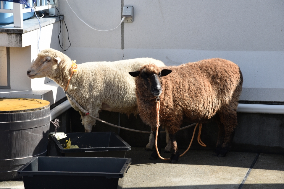 18年度 学園祭 後編 9月 18年 ペットエステ トリミング科ブログ ブログ 専門学校ルネサンス ペット アカデミー 静岡県浜松市で動物の看護 美容 しつけ 飼育を学ぶ