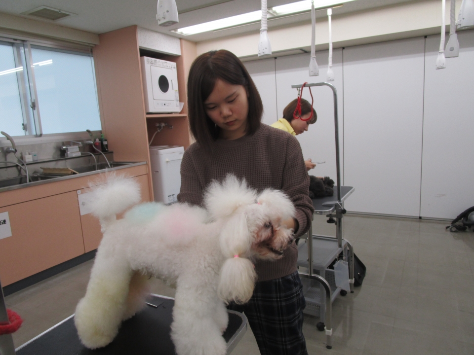 全国大会でダブル受賞 10月 19年 ペットエステ トリミング科ブログ ブログ 専門学校ルネサンス ペット アカデミー 静岡県浜松市で動物の看護 美容 しつけ 飼育を学ぶ