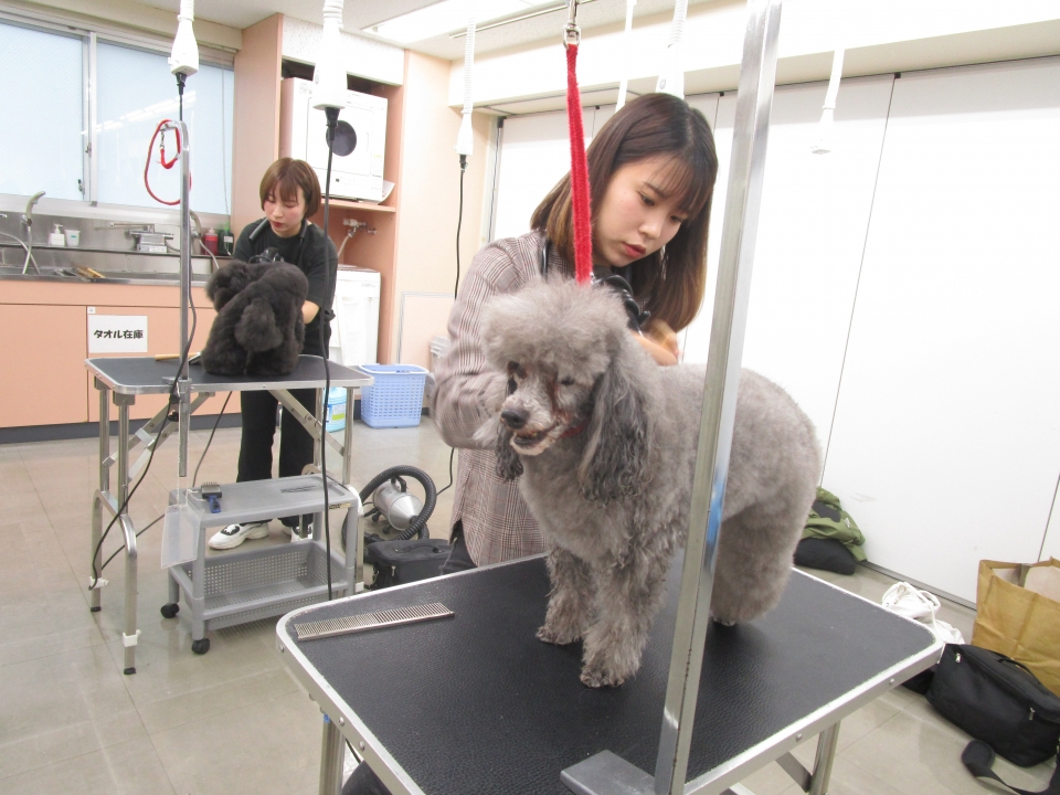 全国大会でダブル受賞 10月 19年 ペットエステ トリミング科ブログ ブログ 専門学校ルネサンス ペット アカデミー 静岡県浜松市で動物の看護 美容 しつけ 飼育を学ぶ
