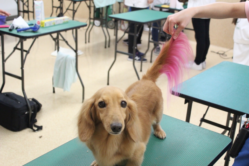 9 12 土 は年に1度のカラーリング体験です 9月 年 ペットエステ トリミング科ブログ ブログ 専門学校ルネサンス ペット アカデミー 静岡県浜松市で動物の看護 美容 しつけ 飼育を学ぶ