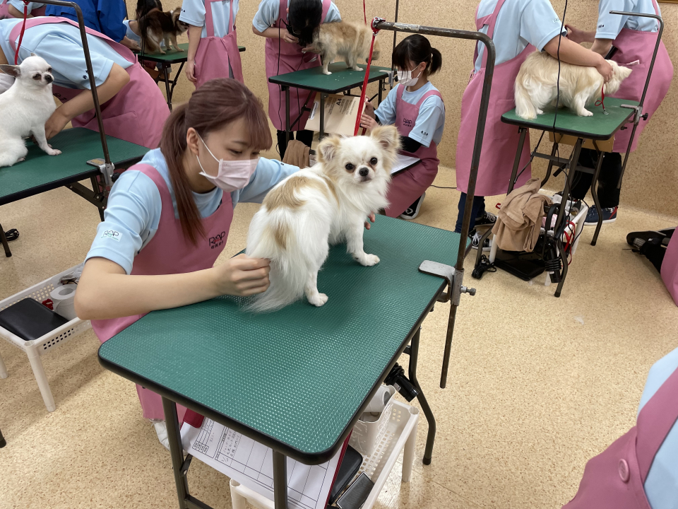 トリマー資格について真剣に考えた件 8月 21年 ペットエステ トリミング科ブログ ブログ 専門学校ルネサンス ペット アカデミー 静岡県浜松市で動物の看護 美容 しつけ 飼育を学ぶ