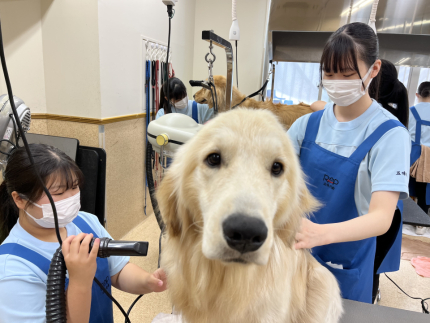 一般モデル犬実習①