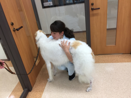 大型犬の保定 6月 17年 動物看護師科ブログ ブログ 専門学校ルネサンス ペット アカデミー 静岡県浜松市で動物の看護 美容 しつけ 飼育を学ぶ