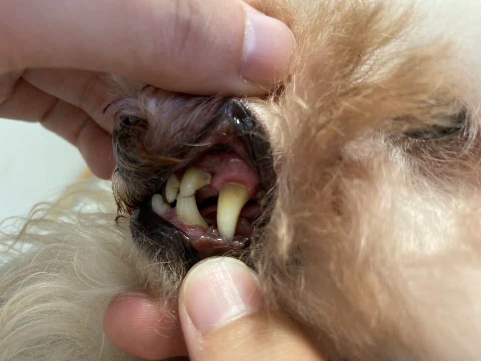 予告 ショパン君 歯石除去行います 10月 19年 動物看護師科ブログ ブログ 専門学校ルネサンス ペット アカデミー 静岡県浜松市で動物の看護 美容 しつけ 飼育を学ぶ 予告 ショパン君 歯石除去行います 10月 19年 動物看護師科ブログ ブログ 専門学校ルネサンス ペット アカデミー 静岡県浜松市で動物の看護 美容 しつけ 飼育を学ぶ
