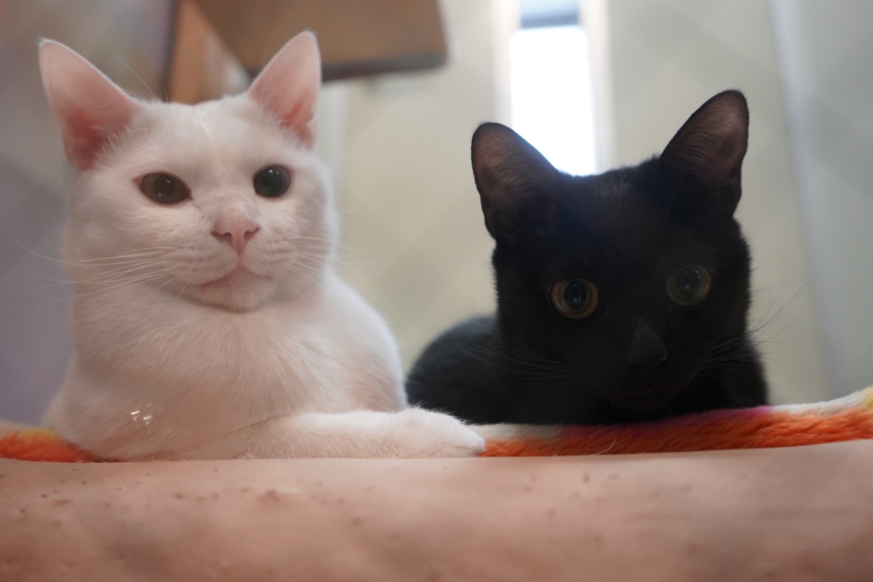 猫ちゃん好き集まれ 猫を学ぶ特別授業を大公開 1月 年 動物看護師科ブログ ブログ 専門学校ルネサンス ペット アカデミー 静岡県浜松市で動物の看護 美容 しつけ 飼育を学ぶ 猫ちゃん好き集まれ 猫を学ぶ特別授業を大公開 1月 年 動物看護師科ブログ ブログ 専門学校ルネサンス ペット アカデミー 静岡県浜松市で動物の看護 美容 しつけ 飼育を学ぶ