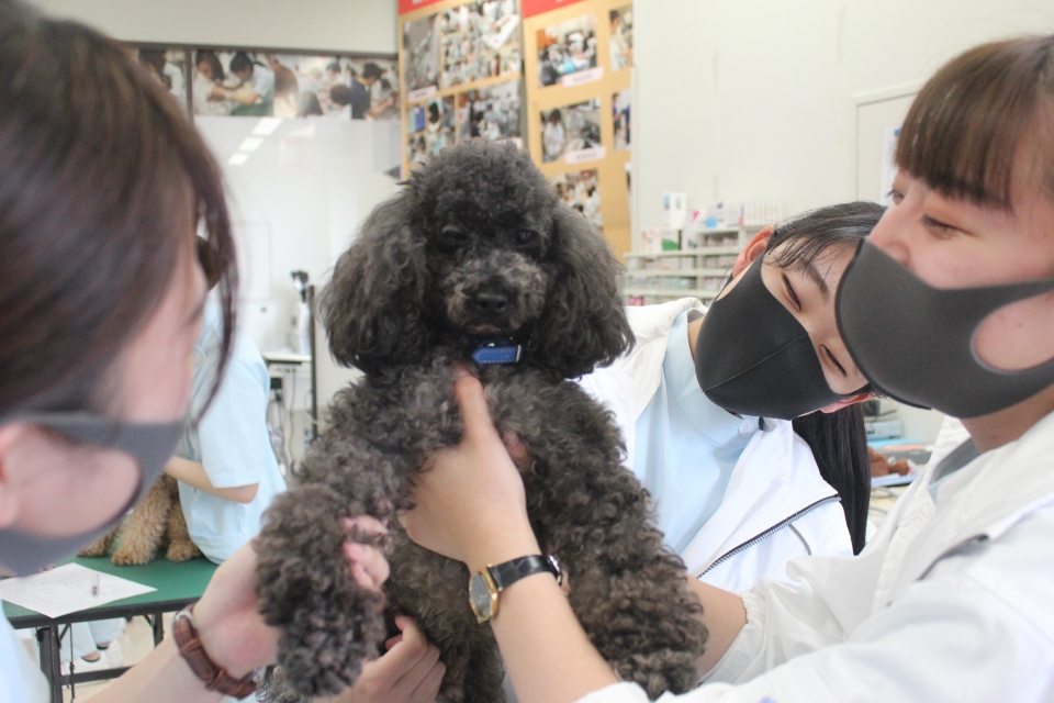 1年生が苦戦中 ワンちゃんの保定 7月 年 動物看護師科ブログ ブログ 専門学校ルネサンス ペット アカデミー 静岡県浜松市で動物の看護 美容 しつけ 飼育を学ぶ