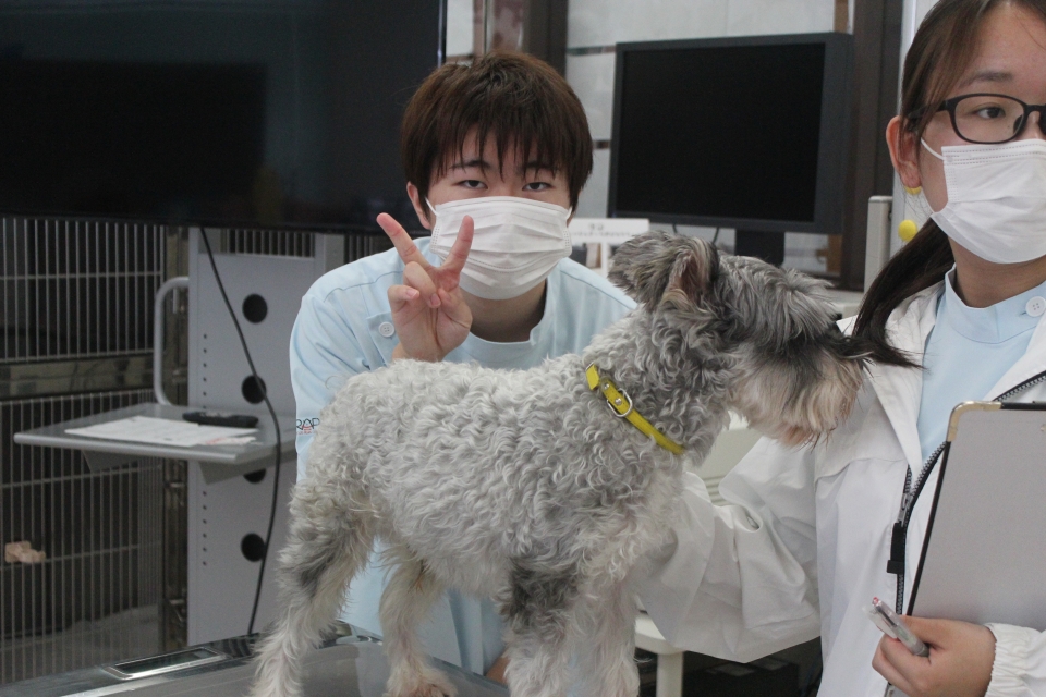 1年生が苦戦中 ワンちゃんの保定 7月 年 動物看護師科ブログ ブログ 専門学校ルネサンス ペット アカデミー 静岡県浜松市で動物の看護 美容 しつけ 飼育を学ぶ