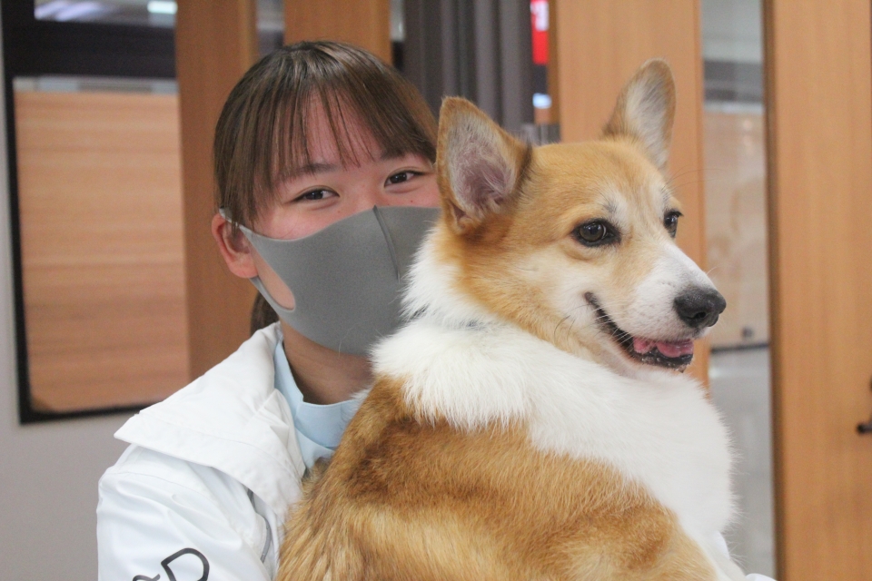 1年生が苦戦中 ワンちゃんの保定 7月 年 動物看護師科ブログ ブログ 専門学校ルネサンス ペット アカデミー 静岡県浜松市で動物の看護 美容 しつけ 飼育を学ぶ