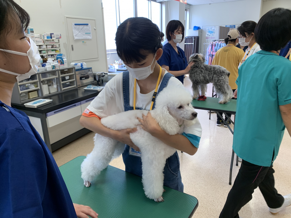小学生の自由研究のヒントに 聴診器を使って中学生と一緒に動物観察 8月 21年 動物看護師科ブログ ブログ 専門学校ルネサンス ペット アカデミー 静岡県浜松市で動物の看護 美容 しつけ 飼育を学ぶ