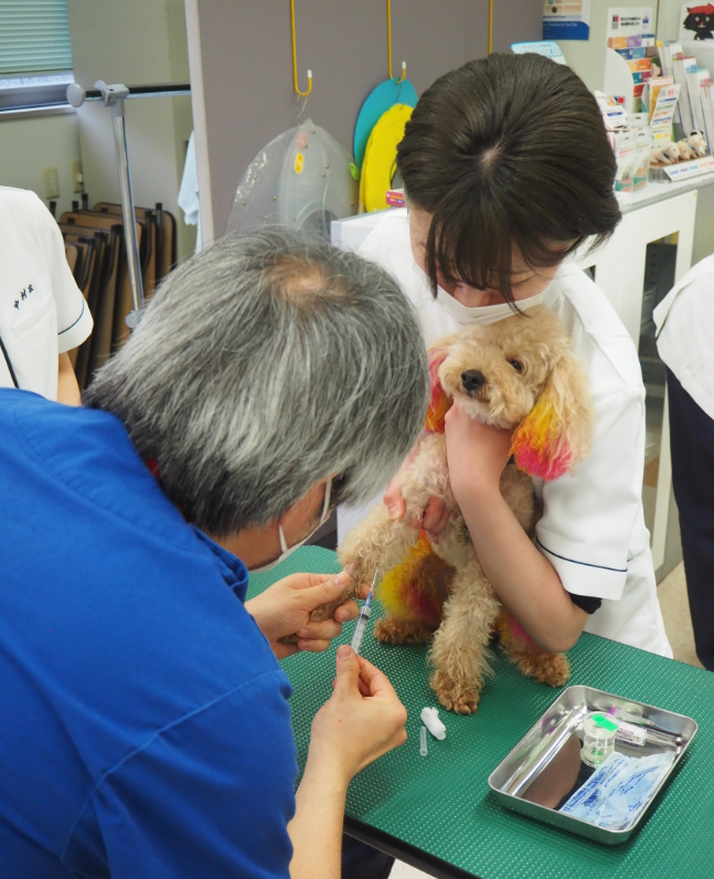 学校犬のフィラリア検査 全頭終了 4月 22年 動物看護師科ブログ ブログ 専門学校ルネサンス ペット アカデミー 静岡県浜松市で動物の看護 美容 しつけ 飼育を学ぶ