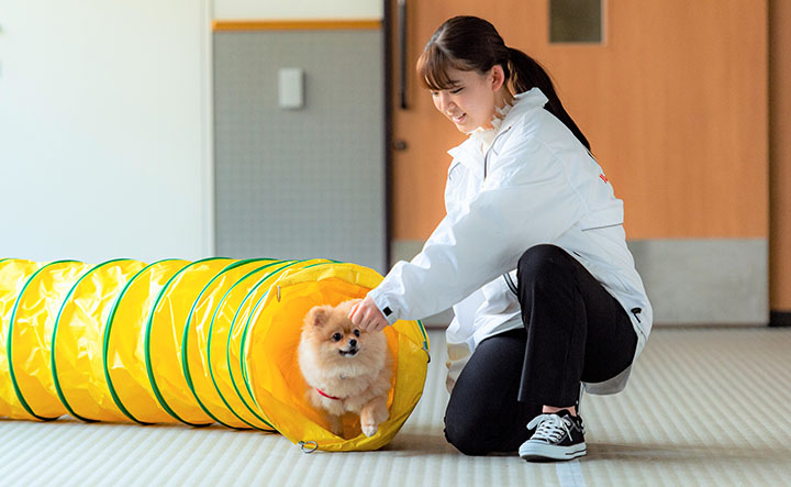 ドッグスポーツ