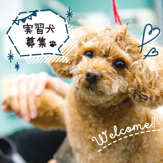 実習犬募集